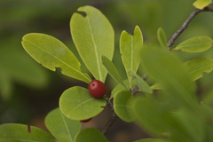 Erythroxylum monogynum