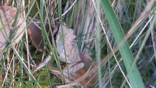 Litoria observed 2026-10-29