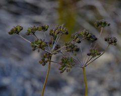 Anginon pumilum