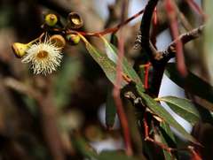 Eucalyptus leucoxylon connata