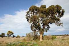 Eucalyptus leucoxylon connata