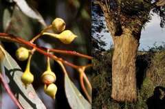 Eucalyptus leucoxylon connata