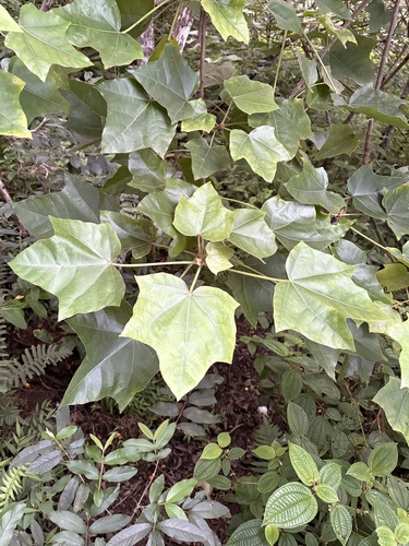 Aleurites moluccanus observed 2026-10-21