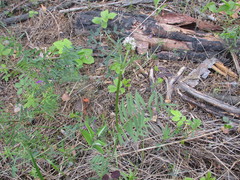 Valeriana alternifolia