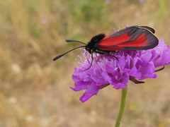 Zygaena erythrus