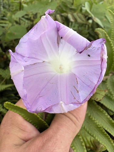 Ipomoea indica observed 2026-10-21