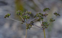 Anginon pumilum