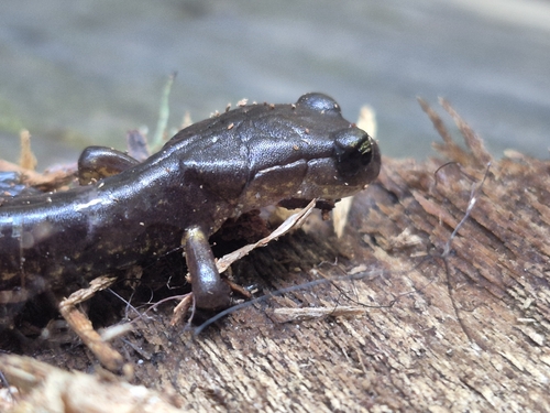Ensatina eschscholtzii observed 2026-10-28