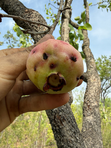 Syzygium observed 2026-10-29