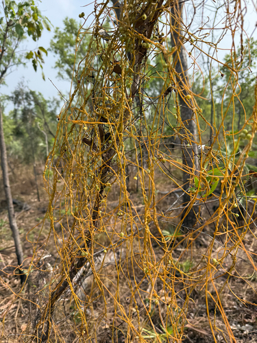 Cassytha filiformis observed 2026-10-29