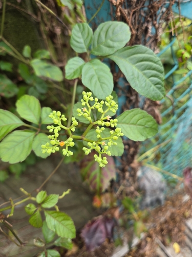 Causonis japonica observed 2026-10-29