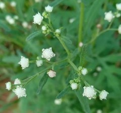 Parthenium hysterophorus image