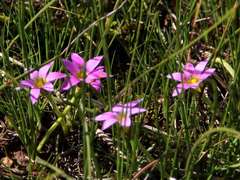 Romulea rosea australis