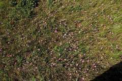 Romulea rosea australis