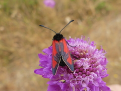 Zygaena erythrus