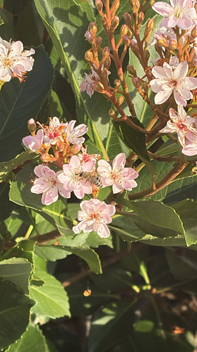 Apis mellifera photograph by the iNaturalist community