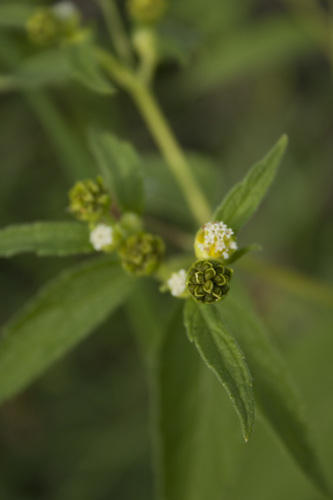 Image of Blainvillea acmella by (c) Siddarth Machado, some rights reserved (CC BY)