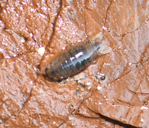 Cirolana observed 2026-10-26