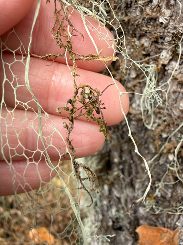 Ramalina observed 2026-10-28