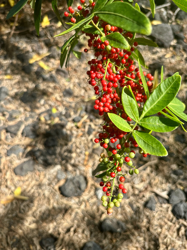 Schinus terebinthifolia observed 2026-10-25