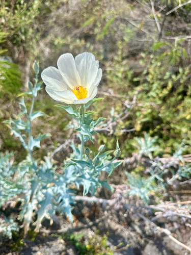Argemone glauca observed 2026-10-25
