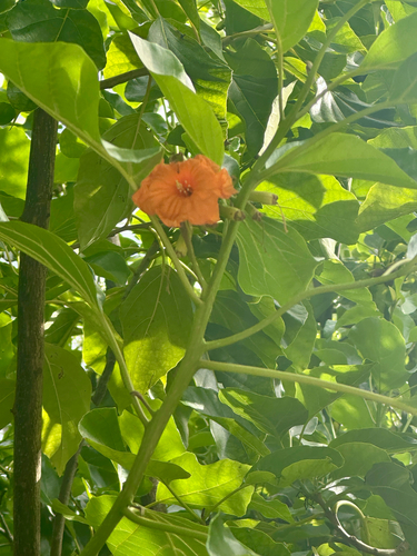Cordia subcordata observed 2026-10-25