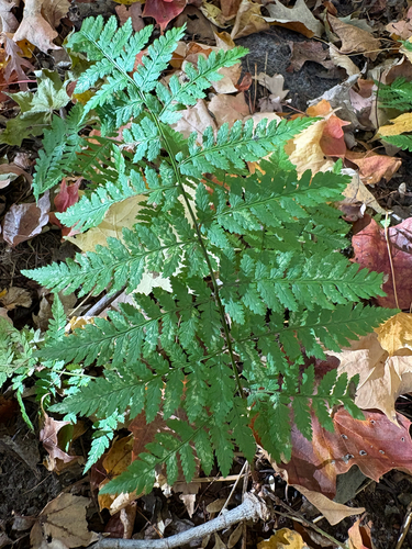 Dryopteris carthusiana observed 2026-10-28