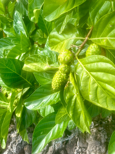 Morinda citrifolia observed 2026-10-25