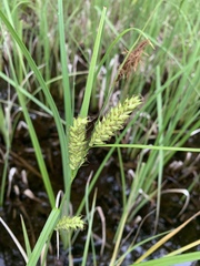 Carex lacustris