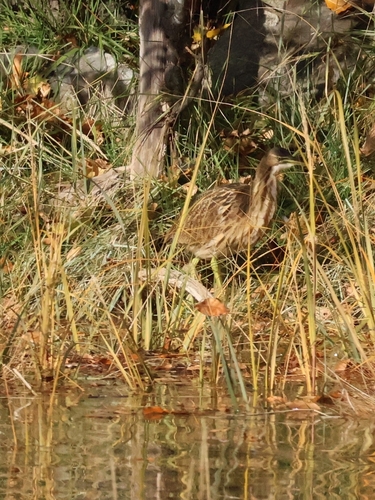 Aves observed 2026-10-28