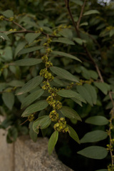 Ziziphus oenopolia