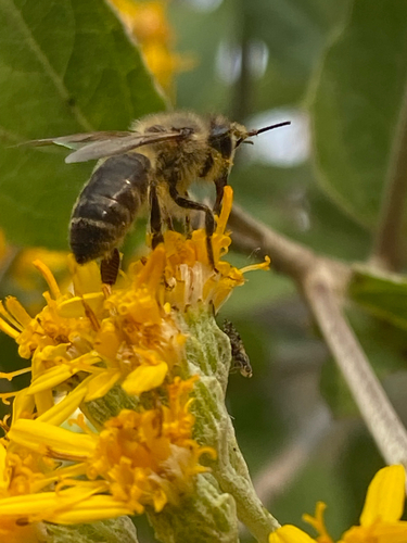 Apis mellifera photograph by the iNaturalist community