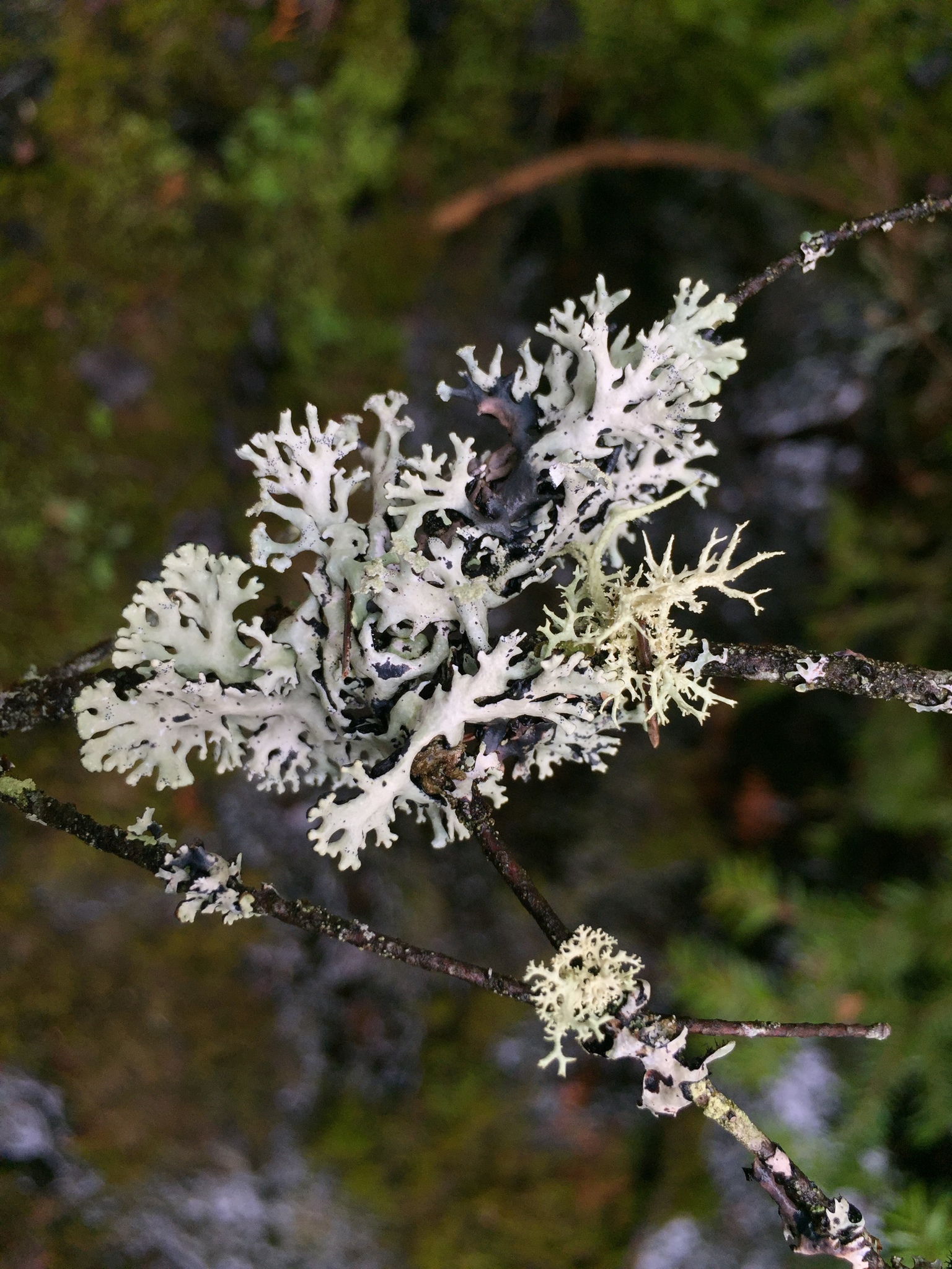 Hypogymnia physodes image