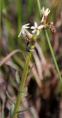 Stackhousia subterranea
