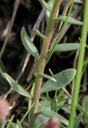 Image of Stackhousia subterranea by (c) Russell Best, some rights reserved (CC BY)