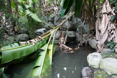 Pomacea canaliculata