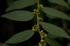 Ziziphus oenopolia
