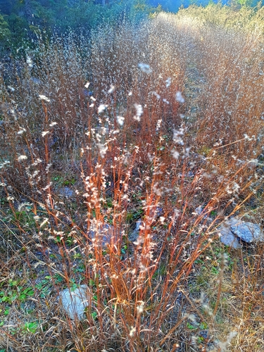 Schizachyrium scoparium observed 2026-10-28