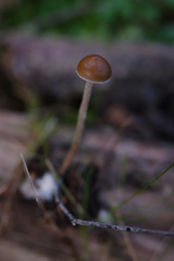 Psilocybe alutacea