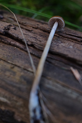 Psilocybe alutacea
