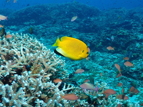 Apolemichthys trimaculatus observed 2026-09-28