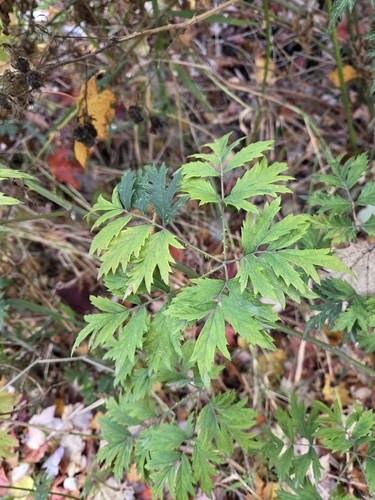 Rubus observed 2026-10-28