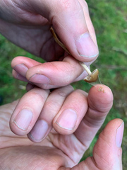 Psilocybe alutacea