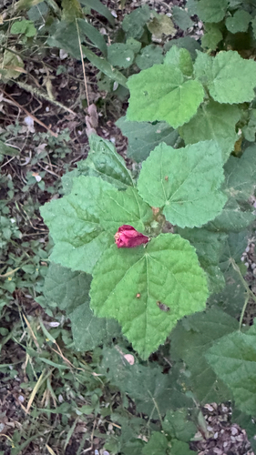 Hibiscus observed 2026-10-28