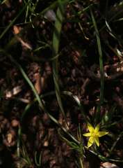 Pauridia glabella glabella