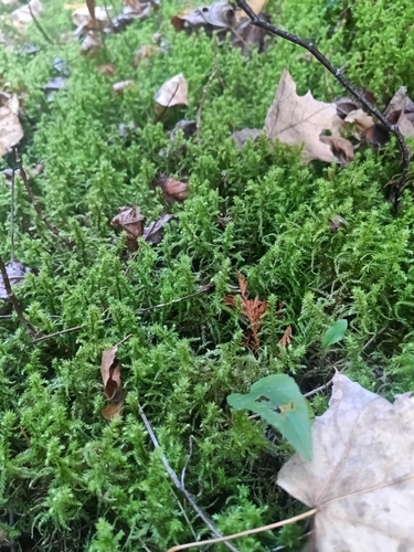 Hylocomiadelphus triquetrus observed 2026-10-28