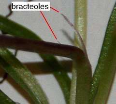 Pauridia glabella glabella