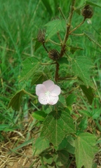 Pavonia zeylanica