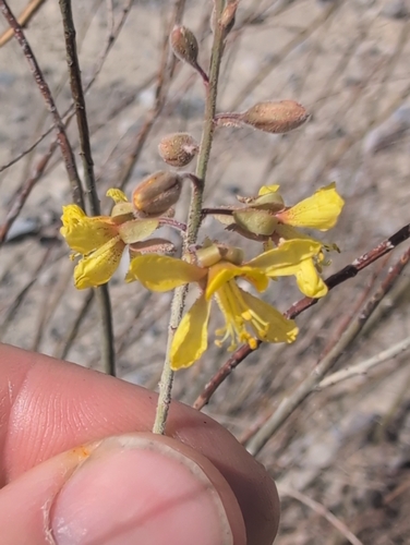 Caesalpinia observed 2026-10-28