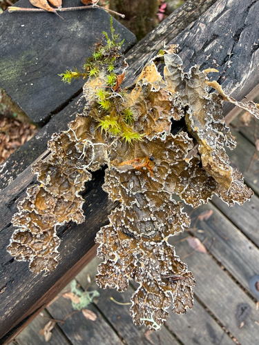 Pseudocyphellaria observed 2026-10-28
